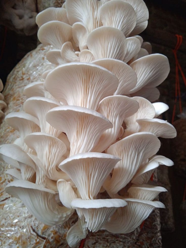 Mushroom cultivation in Kenya
