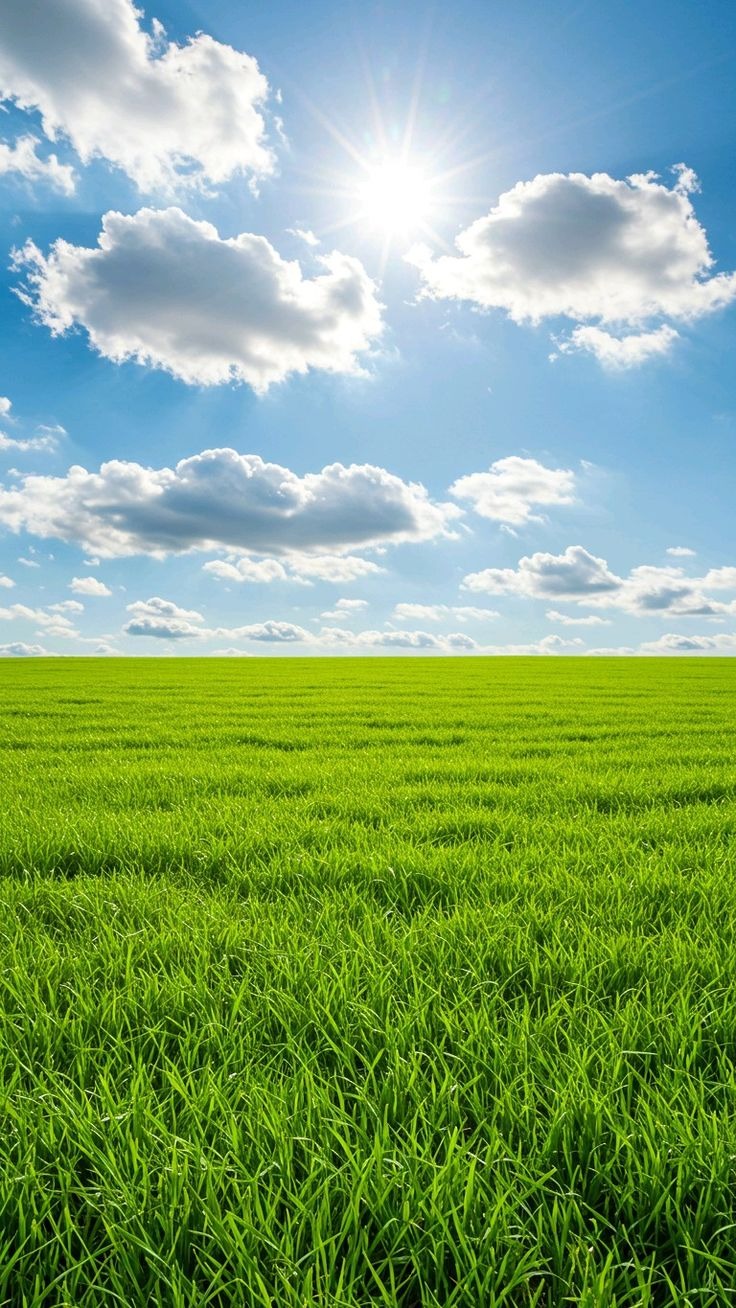 Pasture in Tunisia